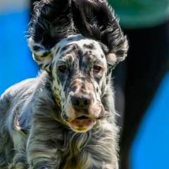 English Setters from Urban Uplander English Setters