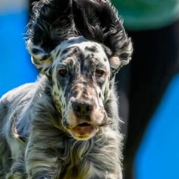 English Setters from Urban Uplander English Setters