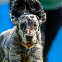 English Setters from Urban Uplander English Setters