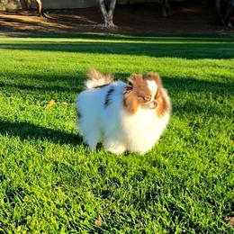 Victoria - Pomeranian