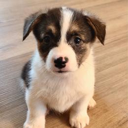Winnie - Black and tan female Pembroke Welsh Corgi puppy in Northwood, Iowa from Sorrel Sands Corgis