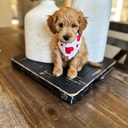 Goldendoodle Puppies from Highland Grove Doodles, LLC