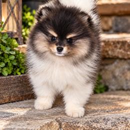 Blu tri boy - Blue and tan male Pomeranian puppy in Fayetteville, North Carolina from Tar-heel Poms