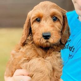 Jersey - Red  female Goldendoodle puppy in Hartwell, Georgia from BellaDoodles