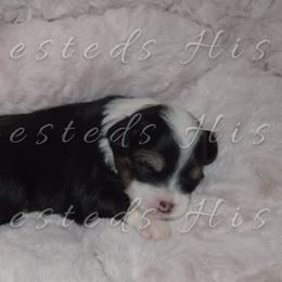 Boy 2 - Chinese Crested puppy in Monmouth, Maine from His Cresteds
