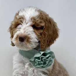 Goldendoodles from North Texas Doodle Darlins