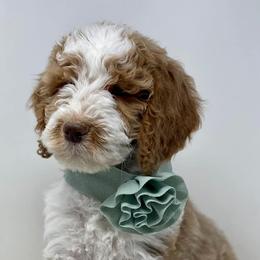 Goldendoodles from North Texas Doodle Darlins
