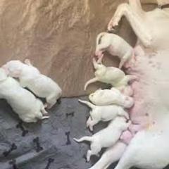 Girl 2 - female Dogo Argentino puppy in Jericho, New York from Dogo Argentino Puppies