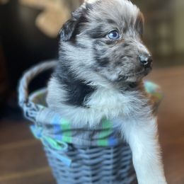 “Cadbury” - Blue merle Australian Shepherd puppy in Yadkinville, North Carolina from Gold Leaf Farm & Kennels