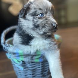 “Cadbury” - Blue merle Australian Shepherd puppy in Yadkinville, North Carolina from Gold Leaf Farm & Kennels