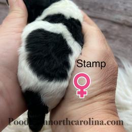 Stamp - Parti female Poodle puppy in Greenville, North Carolina from Grace Poodles