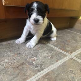 Girl 5 - Parti female Miniature Schnauzer puppy in Dunlap, Tennessee from Beards of Glory