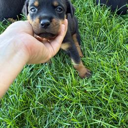 Cheese - Black and rust female Rottweiler puppy in Eagle Mountain, Utah from Woolley Darlings
