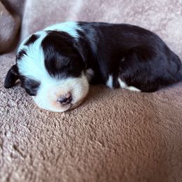 Pepper - Black tri-color female Aussiedoodle puppy in Maysville, Missouri from Mini AussieDoodles on Meadow Lane