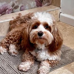 Havanese Puppies from HavaReese Havanese