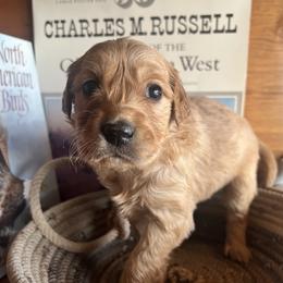 Purple - Golden female Golden Retriever puppy in Leadore, Idaho from Gunsight Goldens