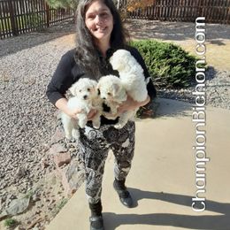 Bichon Frise Puppies from Champion Bichon