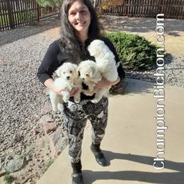 Bichon Frise Puppies from Champion Bichon