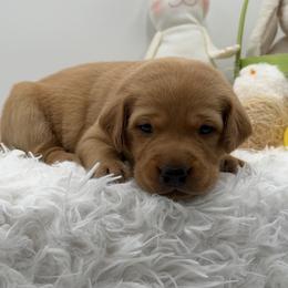 Gray - Yellow female Labrador Retriever puppy in Heath Springs, South Carolina from Rich Hill Retrievers