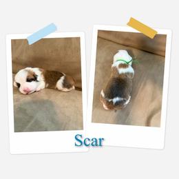 Scar - White and red male Pembroke Welsh Corgi puppy in Athens, Alabama from Southern Sass Corgis