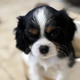 Thing 2 - Tri-color female Cavalier King Charles Spaniel puppy in Gilbert, Arizona from Mayflowers Cavalier Spaniels