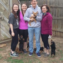 Australian Terrier Puppies from Heartland Australian Terriers