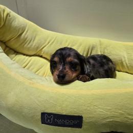 Smudge - Dapple male Dachshund puppy in Amarillo, Texas from Snuggle Snoot Doxies