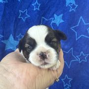 Beeker - Brindle and white male Cavatzu puppy in Saint Paul, Minnesota from Amy’s Puppy Tzu