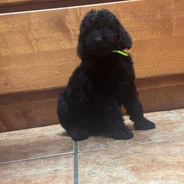 Girl 1 - Black female Poodle puppy in Bremen, Georgia from Kelley’s Poodle Patch