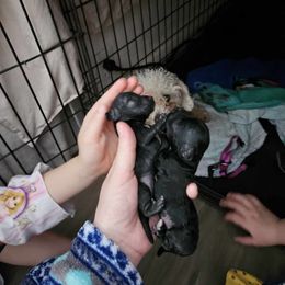Poodle Puppies from Ffynnet Farms Poodles