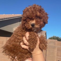 PURPLE FEMALE - Red female Cavapoo puppy in Gilbert, Arizona from Azbernedoodlepuppies