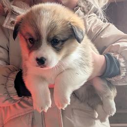 Girl 3 - Sable female Pembroke Welsh Corgi puppy in Edinburgh, Indiana from J Bar M Corgis