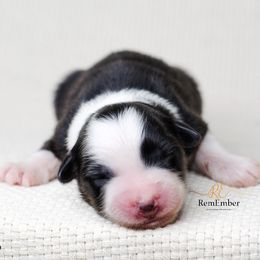 Australian Shepherd Puppies from RemEmber Australian Shepherds