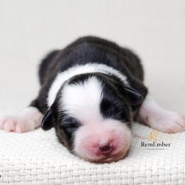 Australian Shepherd Puppies from RemEmber Australian Shepherds