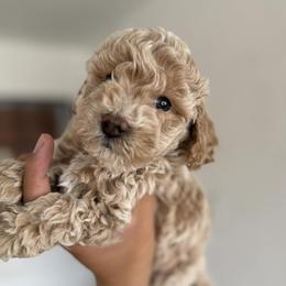 Butter - Apricot male Maltipoo puppy in San Diego, California from Maltipoos SD
