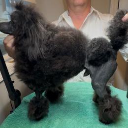 AKC Champion Sired Roy, DNA Tested Lines - Black male Poodle puppy in Jacksonville, Alabama from Abounding Poodles