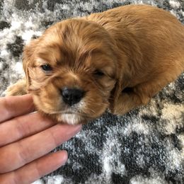 Cavalier King Charles Spaniel Puppies from Colorful Cavaliers