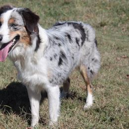 Australian Shepherds from B&C Aussies