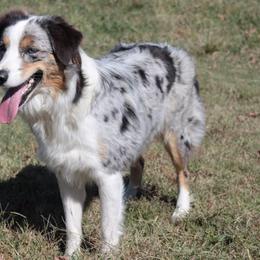 Australian Shepherds from B&C Aussies