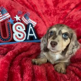 Chocolate and cream Dapple Girl (light) - Dapple female Dachshund puppy in Fontana, California from Oscar Meyer’s Weenies
