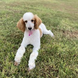 Cavapoo, Goldendoodle, and Poodle All Grown Up from Pearls & Curls doodles & poodles