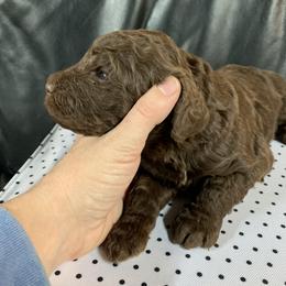 Goldendoodle Puppies from Surrey Lane Doodles