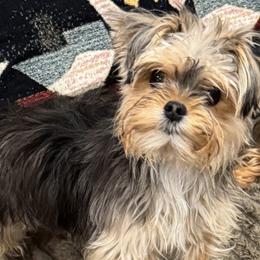 Bentley - Morkie
