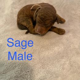 Sage - Brown male Poodle puppy in Piqua, Kansas from Legacy Farms Standard Poodles