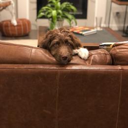 Aussiedoodle Puppies from Signature Doodles