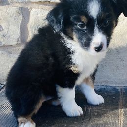 Girl 2 - Miniature Australian Shepherd puppy in Paris, Texas from Kuttin’ Up Mini Aussies