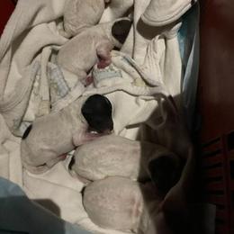Poodle Puppies from Doodlerfun