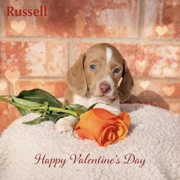 Cappuccino - Piebald male Dachshund puppy in Deming, New Mexico from FoxieDoxies of New Mexico