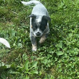 Blue female - Blue mottled female Australian Cattle Dog puppy in Apollo, Pennsylvania from Circle V Ranch Cattle Dogs