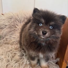 Lagoon - Blue female Pomsky puppy in La Verne, California from Red Cedar Pomskies